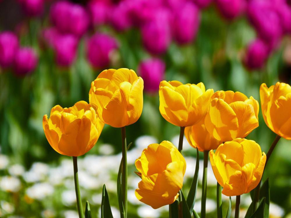影响郁金香开花的因素有哪些