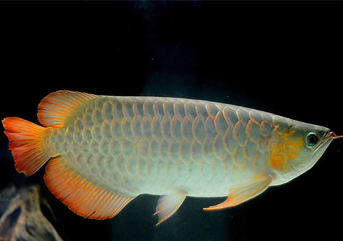 龙鱼疾病如何防范于未然