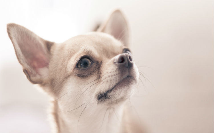 吉娃娃犬的气管塌陷症