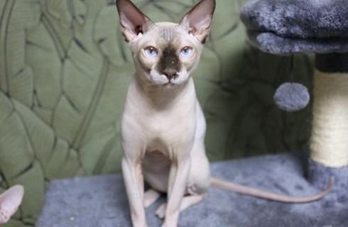 没有毛的猫多少钱一只？加拿大无毛猫价格