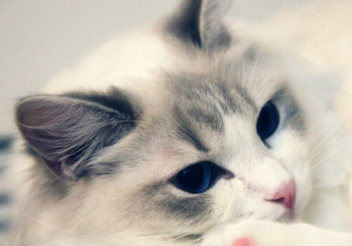 猫咪喜欢扒猫砂是强迫症吗