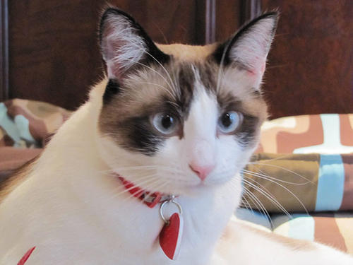 如何训练猫上厕所？