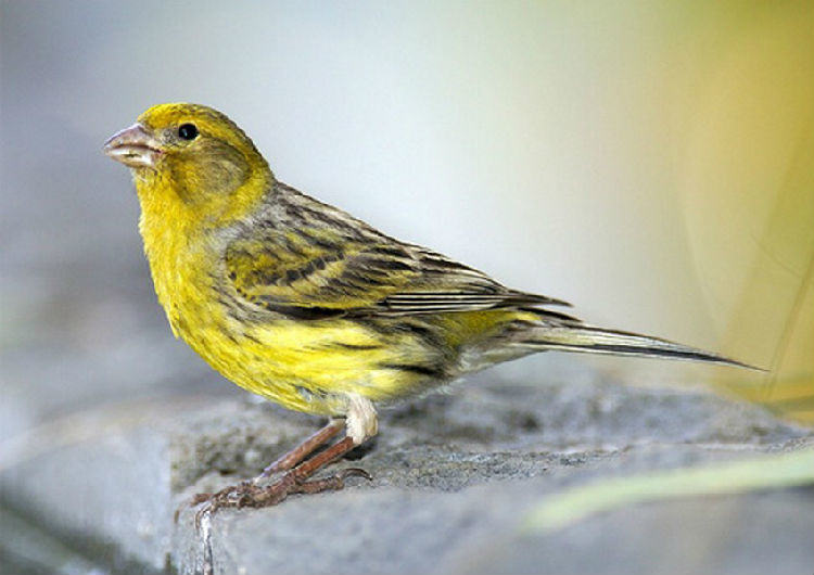 金丝雀日常会出现的疾病介绍