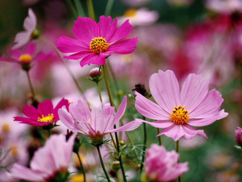 格桑花有毒吗