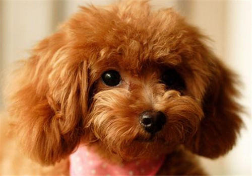 犬骨折的治疗原则