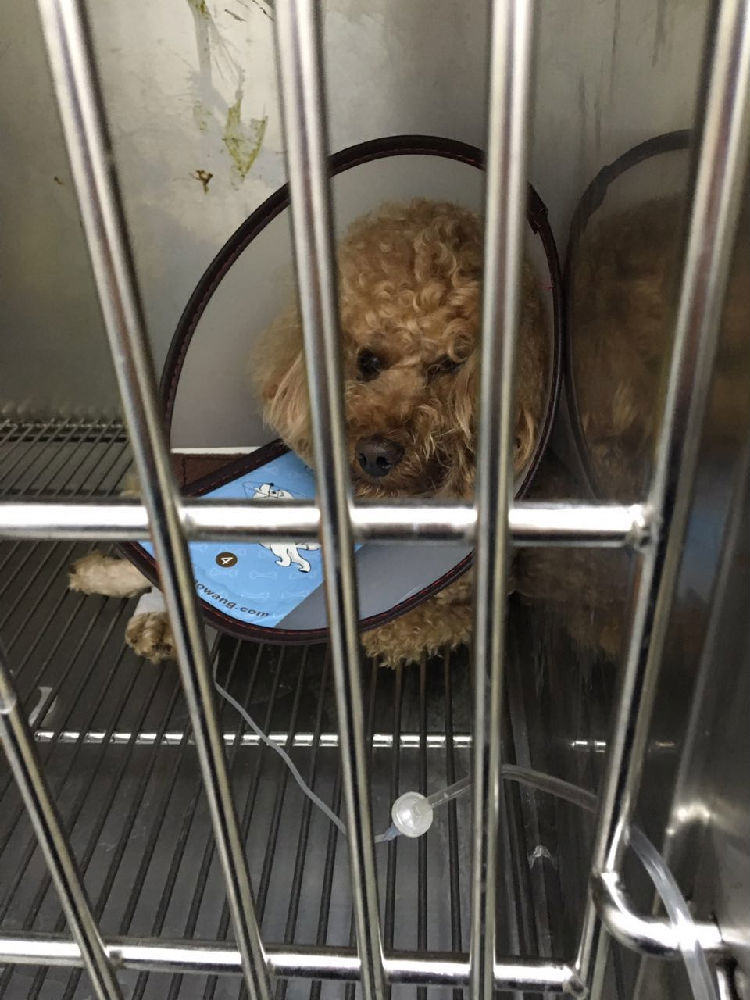 贵宾犬股骨头坏死的治疗经验