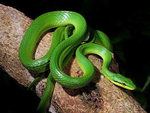 怎么选择合适的宠物蛇