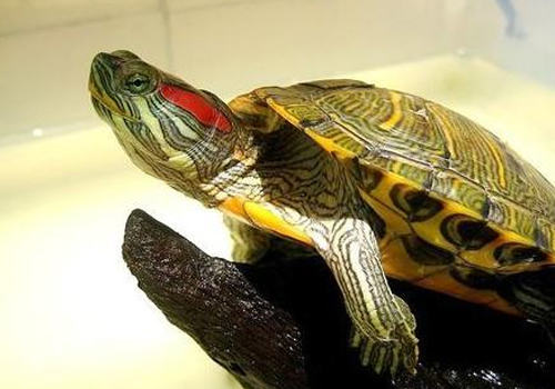 购买巴西龟的注意事项