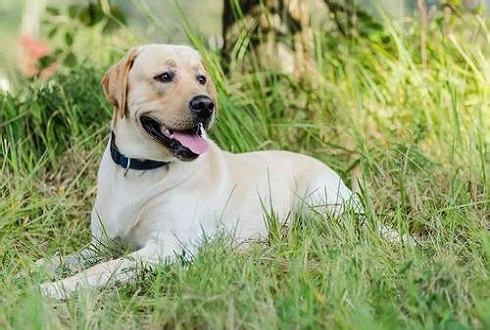 短毛犬冬天怎么养 短毛犬冬天饲养注意事项
