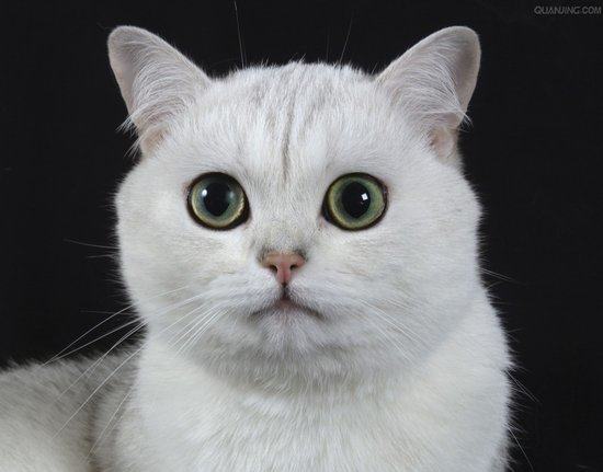 如何治疗猫咪的耳螨