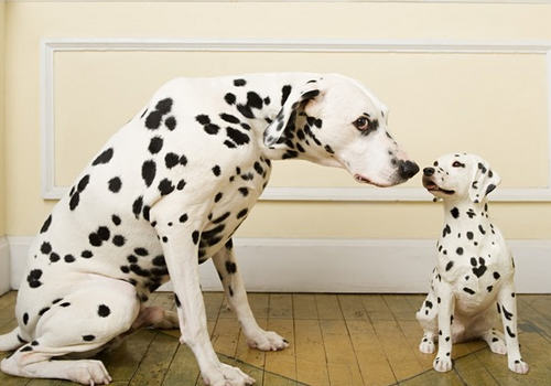 狗狗为什么喜欢碰鼻子