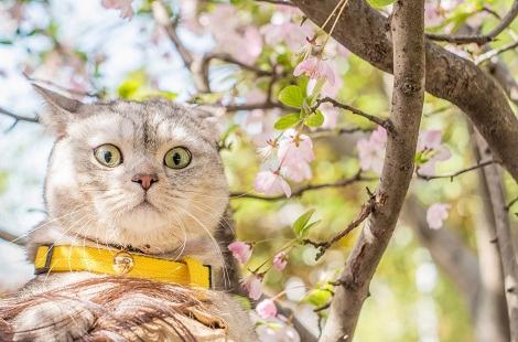 让猫咪发腮，需要多久喂一次WOWO猫咪营养膏？