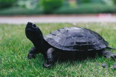 黑颈乌龟与普通乌龟有何不同