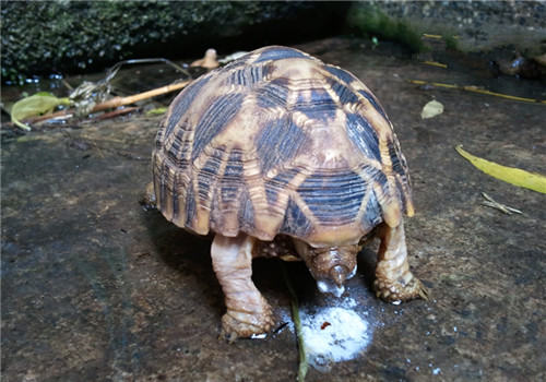 陆龟、草酸与结石（上）