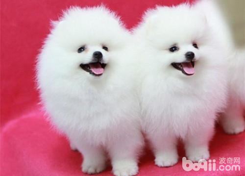 博美犬怎么选购?博美犬选购方法 博美犬怎么选购?博美犬选购方法