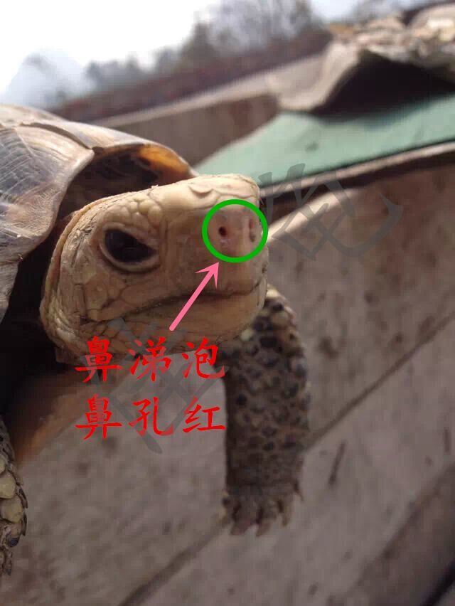 南方倒春寒，养冬眠陆龟的主人要多个心眼