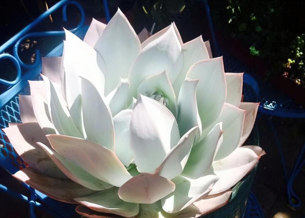 广寒宫 Echeveria cante
