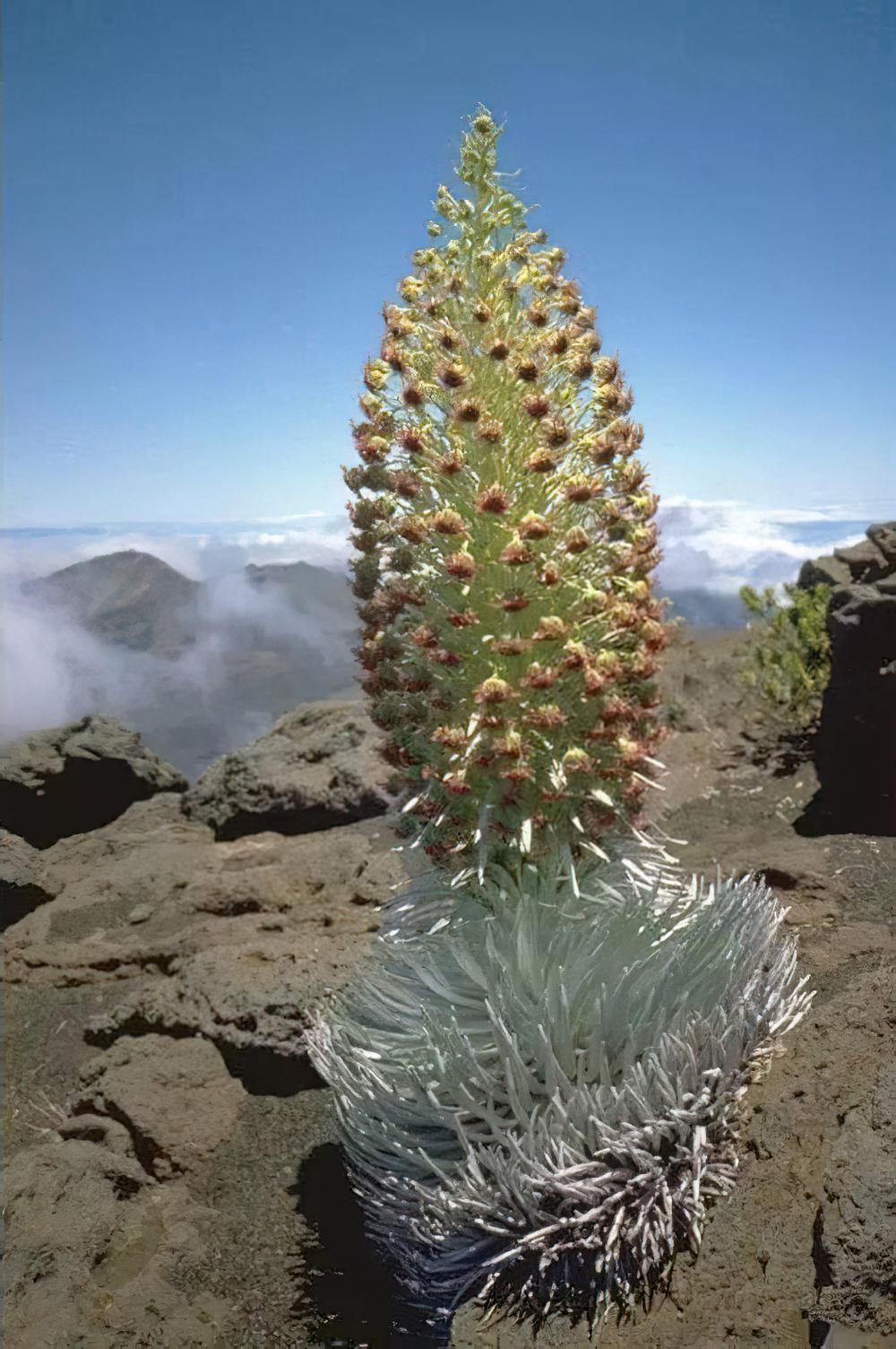 银箭草：唯一在2200度高温火山口生长的奇特植物