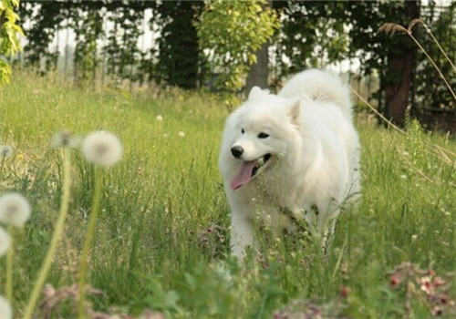 狂犬病重在预防