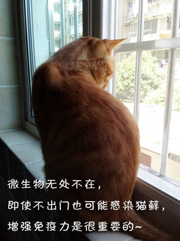 春暖花开，小毛病归来 ——预防猫藓、耳螨、掉毛、吐毛球的办法