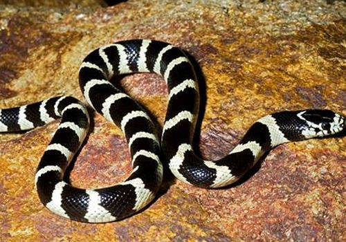 加州王蛇的饲养要点