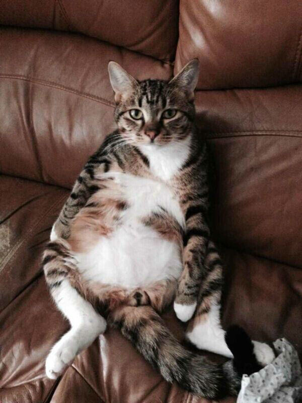 猫奴必须关注的几件事之半夜猫叫 猫奴必须关注的几件事之半夜猫叫