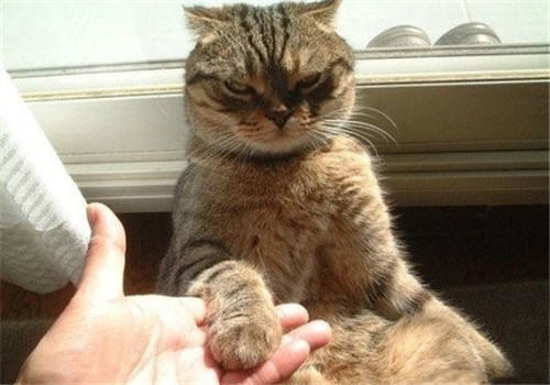 教会挪威森林猫和人握手的方法