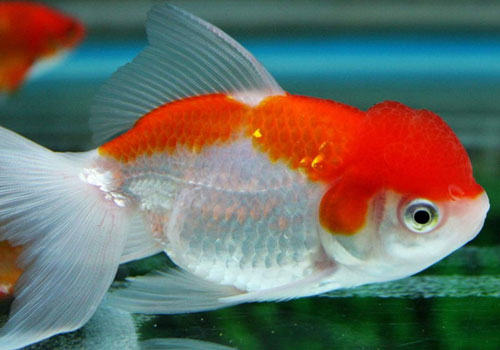 养鱼新人可选用怎样的观赏鱼? 养鱼新人可选用怎样的观赏鱼?