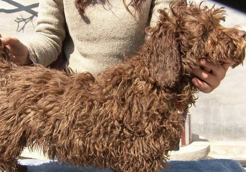 如何为波利犬美容