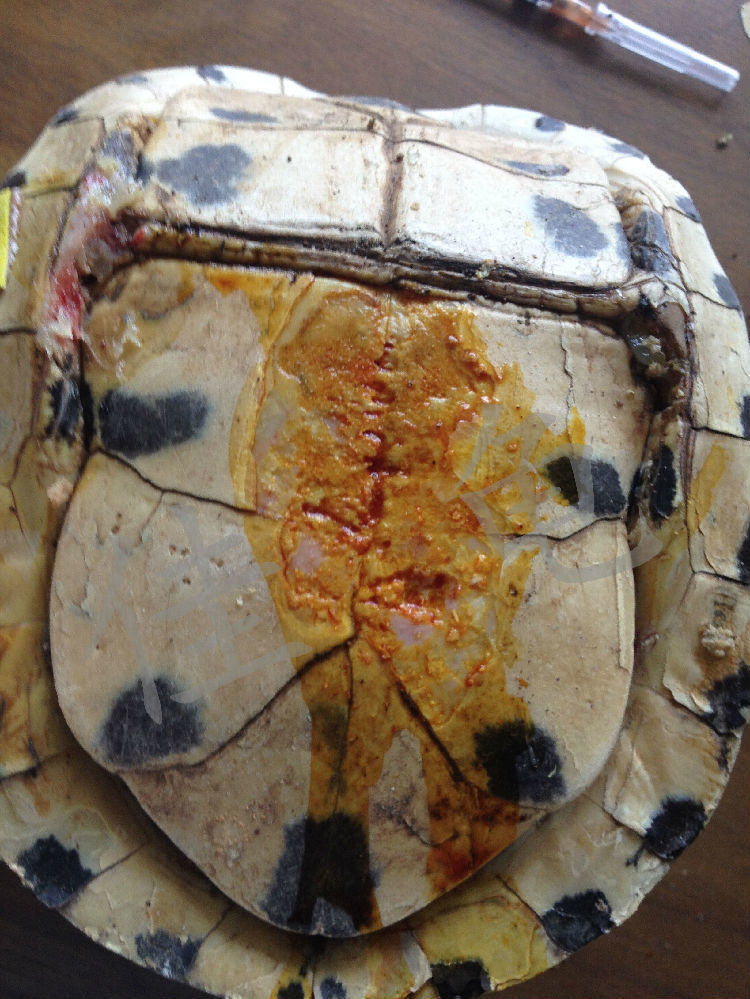 一例安布闭壳龟的口吐白沫、严重腐甲治疗报告 一例安布闭壳龟的口吐白沫、严重腐甲治疗报告