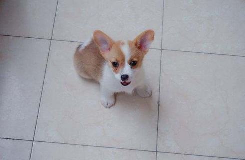 如何训练柯基长时间坐下？