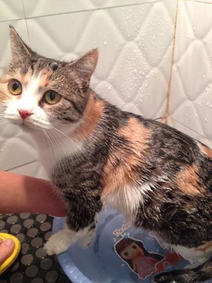 在家给猫咪洗澡的那些事你真都知道吗 ——除了防着凉、用专用沐浴露外还要注意什么