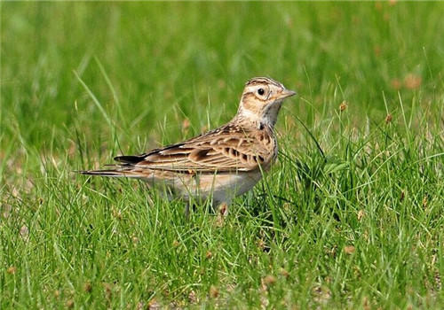 观赏鸟肺炎的病因分析 观赏鸟肺炎的病因分析
