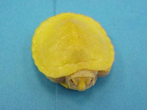 巴西龟全国各地价格对比