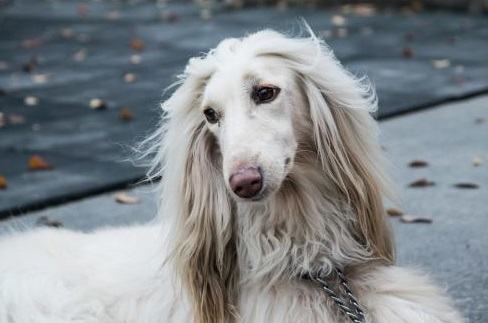 阿富汗猎犬好养吗？阿富汗猎犬饲养技巧