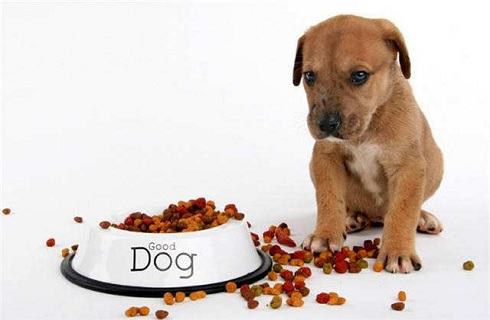 狗狗挑食怎么办？
