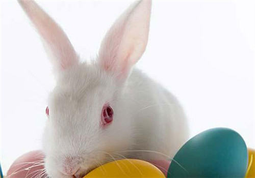 兔子出血性败血病的症状及防治