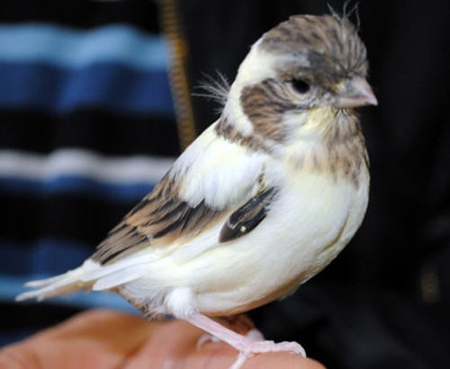 金丝雀的年龄判断