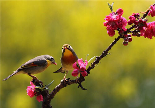鸟类冬季饲养管理的要点
