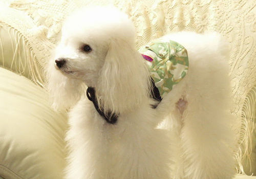 贵宾犬一般多少钱 贵宾犬一般多少钱