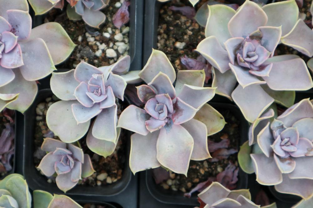 紫珍珠的养殖方法及注意事项