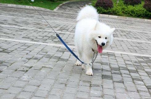 怎么给狗狗选择合适的牵引绳？