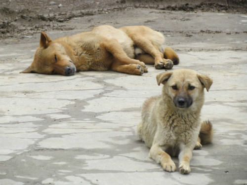 土狗真的不聪明吗