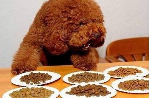 散装狗粮怎么买 散装狗粮购买注意事项