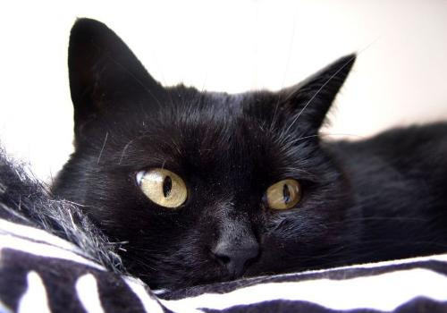 刚出生的小猫要注意什么