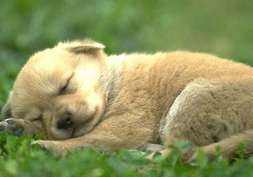 狗狗的冷知识有哪些