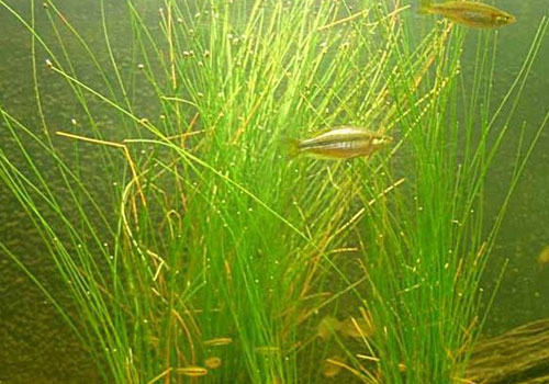 莎草科水草的饲养方法