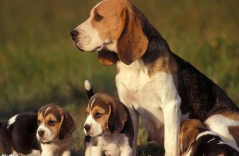 哪些东西比格犬不能吃？