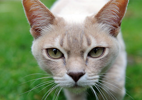 猫咪营养补充要对号入座