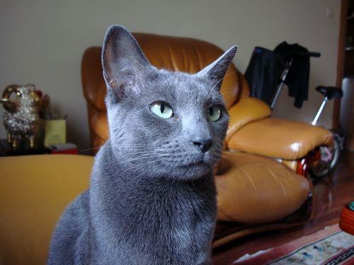 为宠物猫选窝需注意哪些